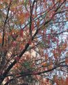 Tea mosquito bug poses threat to 80% neem trees in Telugu states Tea mosquito bug poses threat to 80% neem trees in Telugu states23