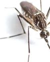 Drive against vector-borne diseases in capital6