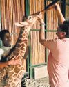 Assam zoo gets its first giraffe calf, citizens rush to name new inmate21