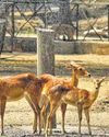 Eco-friendly steps in place in zoo to shield animals from pollution, cold