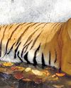 U'khand records tiger death decline, 8 this yr