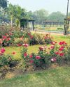 NDMC set to organise 2-day winter rose show