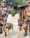 Army's equine, canine unit falls short on training, animal transport use: CAG