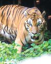 One more tigress found, big cat count reaches 5 in Palamu Tiger Reserve