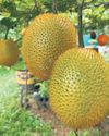 Heavenly fruit: AP techie grows exotic gac plant