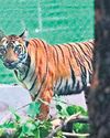 23-Day Chase Ends as Tigress Zeenat Finally Captured in WB's Bankura