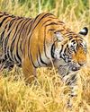 Why Zeenat kept in Alipore zoo: NTCA