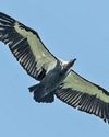 GPS-tagged juvenile vulture flies over 4,000 km in five months