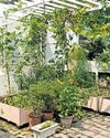 GROWING ROOTS OF AN URBAN HOME