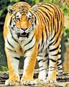 Concern over tiger poaching in U'khand