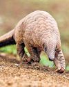 Indian Pangolin rescued in Poonch