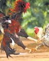 On day 1 of Sankranti, rooster fights exceed transactions worth ₹300 cr