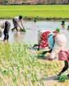 Central team inspects moisture in paddy