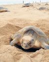 Olive Ridley turtle deaths jump to 900, TN to cancel licence of violating trawlers