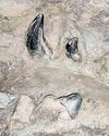 Meghalaya cops step up probe as fossil of whale ancestor goes missing