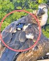 Flutter After Vulture With Camera Spotted in Maoist-Affected Kanker