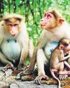 Monkey menace: J&K farmers told to use alternative fruit crops, solar fencing