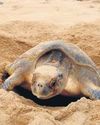 5.5k Olive Ridley turtle eggs collected in Kumari, 816 hatchlings released