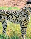 Concern raised on felling of over 4L trees in Raj forest for Project Cheetah38