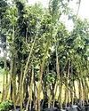 Transplantation of 26 trees for SC expansion project gets HC approval16
