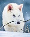 Scientists Employ Genetic Engineering to Resurrect Dire Wolf Scientists Employ Genetic Engineering to Resurrect Dire Wolf