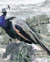HC refuses to legislate on peacock deaths due to electrocution HC refuses to legislate on peacock deaths due to electrocution