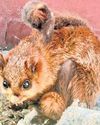 Rare Indian giant flying squirrel spotted in Ranikhet mountains Rare Indian giant flying squirrel spotted in Ranikhet mountains