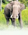J'khand forest officials tell rlys to slow train speed to protect wild elephants J'khand forest officials tell rlys to slow train speed to protect wild elephants