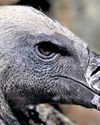 Conservationists Turn Vultures From Villains to VIPs in Africa Conservationists Turn Vultures From Villains to VIPs in Africa