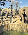This Spanish zoo helps elephants find peace in their final years, to age gracefully This Spanish zoo helps elephants find peace in their final years, to age gracefully