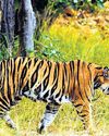Be aware! Tigers lurk in Bengaluru's backyard Be aware! Tigers lurk in Bengaluru's backyard