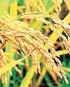 Record procurement forces C'garh to auction surplus paddy, Oppn peeved Record procurement forces C'garh to auction surplus paddy, Oppn peeved