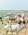 Political slugfest over cow deaths Political slugfest over cow deaths