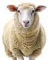 10 New Livestock and Poultry Breeds Notified, Total Number Stands at 212 10 New Livestock and Poultry Breeds Notified, Total Number Stands at 212
