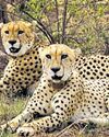 Gandhi Sagar Wildlife Sanctuary to become African cheetahs' second home on April 20 Gandhi Sagar Wildlife Sanctuary to become African cheetahs' second home on April 20