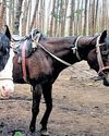 In a first, PDS provisions reach remote Tamil Nadu villages on horseback In a first, PDS provisions reach remote Tamil Nadu villages on horseback