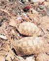 Death of rare star tortoises at Andhra temple sparks widespread outrage Death of rare star tortoises at Andhra temple sparks widespread outrage