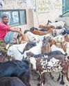Festive fervour grips Jama Masjid's Bakra Mandi ahead of Eid-al-Adha19