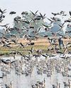 Raj Makes Mark on Bird Conservation as 2 Wetlands Get International Laurel45