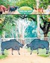In a 1st, Japan technique to help boost forest cover outside Palamu reserve32