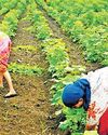 AI to power Maha agri for higher yield40
