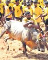 TN witnesses more Jallikattu & bull-racing events this year19