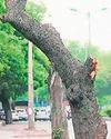HC: Implement SOP for tree felling and transplantation12