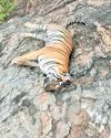 Tiger deaths: Villagers took advantage of protest to lace cow carcass with poison19