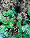 Out on expedition, Arunachal forest team discovers new flowering plant34