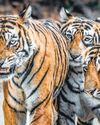 Tiger bones lift lid off Ranthambore poaching41