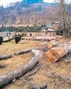 Environmentalists alarmed as 5.84L trees felled on banks of river Jhelum36