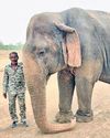 Centenarian Vatsala, perhaps world's oldest elephant, dies at Panna Reserve41