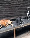 MCD Team Catching Dogs in Rohini Attacked, 1 Arrested The Morning Standard