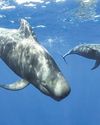 Rare giant: Short-finned pilot whale stranded on K'taka beach, 1st in state The Morning Standard